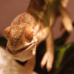 Just chomping along..