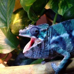 Mookie Joe being cranky! He was about to shed.