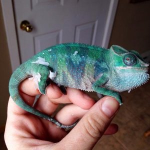 Still had some shedding to do, but man he's just getting more and more handsome! Day 36 with us, his second shed.