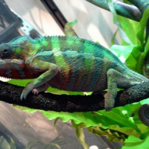 Memphis at rest almost 50 grams