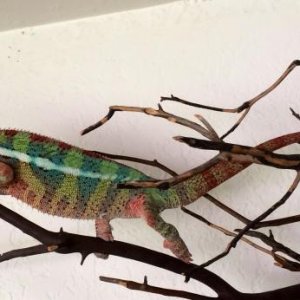 My dude sniper. he is now 13 months old! His red bars have turned to blue with red rain. This is his resting colors he turns almost a light lime color