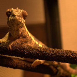 Just lounging around and feeling like a princess.