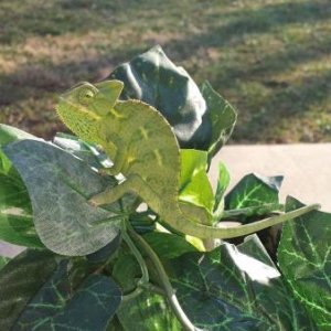 Outdoor Camo