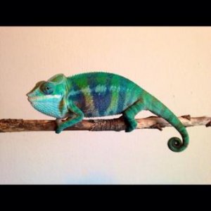 His recent shed (shed #2 with me) has brought through some great color!