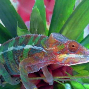 Memphis Flower Jamin