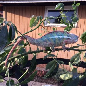 sniper out for his first day of summer 72F is alot to talk about here in seattle! Wish I had a female. I wonder what he looks like all fired up. The m