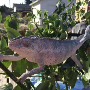 Steve just drying out from a misting in the first summer like days of seattle.