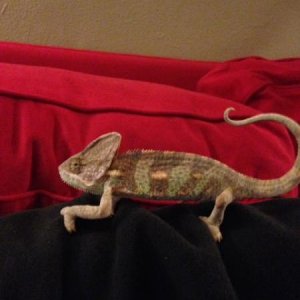 pascal on the move