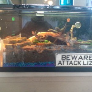 Water dragon Habitat