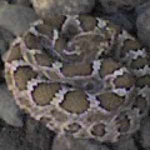 Nor Pacific rattler