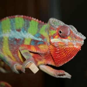Ambilobe....Sire ... 
mellow-yellow from kammers.