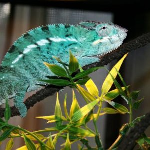 'MANGA"   Nosey Be ...sire Aramas-kammers.