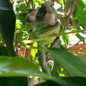 He loves exploring in the ficus