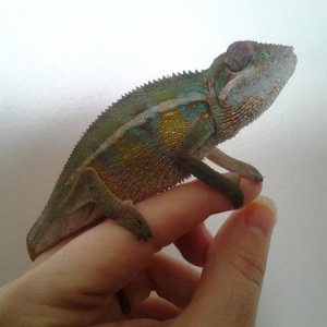 CHAMELEON4month