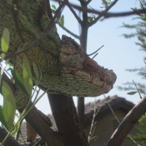 RhinoOliveTree3.jpeg