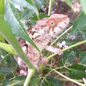 C.C. (Chocolate Chip) -Red Body Blue Bar Ambilobe female