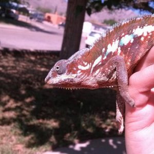Magma- Tamatave Male