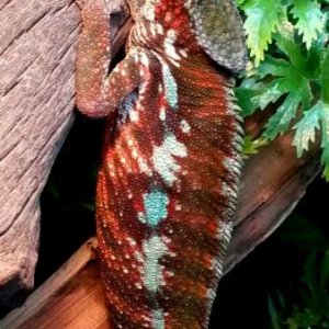 Magma - Tamatave Male