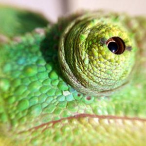 Macro eye
