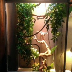 Zuri's set up: 
24"x24"x48" all screen enclosure
ReptiSun 5.0 UVB bulb
100w heat lamp
MistKing automatic misting system
Plenty of crawling and hi