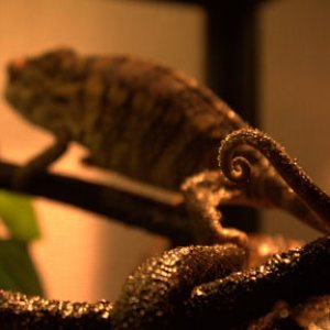 A little curly cue tail after a shower.