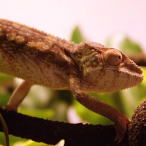Strutting her stuff on her way to her basking branch.