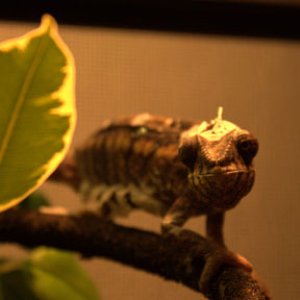 Shedding pisses a certain little miss off.
