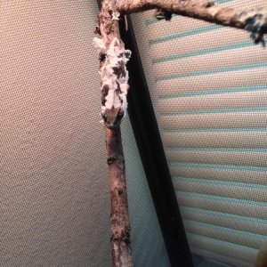 04-27-2014
Shedding!