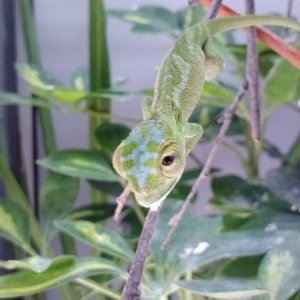 Blue headed baby -clutch 2