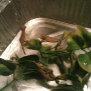 babies 3