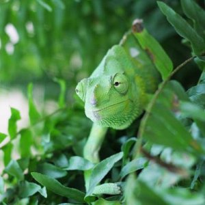 Thad hanging out in his fern
