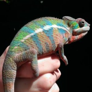 Zuri showing some stunning colors out in the sun.