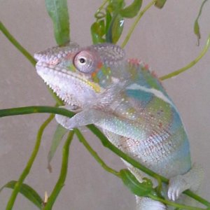 Jasper in the shower