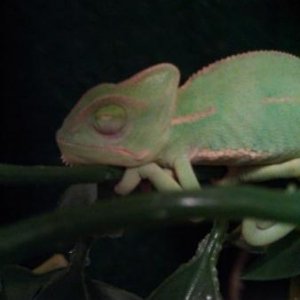 Sleeping and resting against a vine