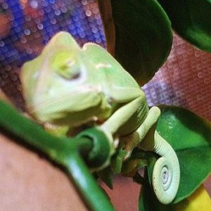 Something about a sleeping cham