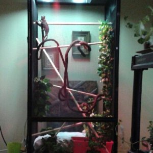 Her Reptibreeze arrived today. I have set it up with dowling, fake ivy, homemade water drip with shallow bucket below to catch drips, and lights from