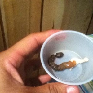 MASSIVE POOP