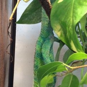 Hanging upside down.....hunting crickets!