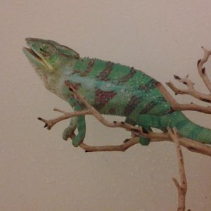 Wc ambanja, his name thing 1