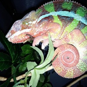 Sleeping!
