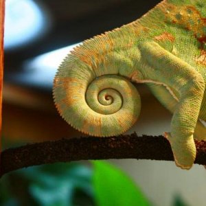 I never understood the tail obsession until he did this...