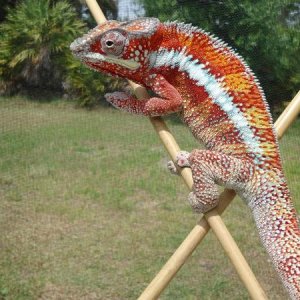 Tarzan - Ambanja