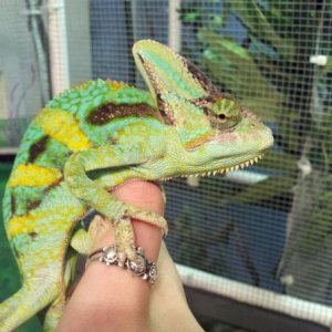 My boy Veiled cham