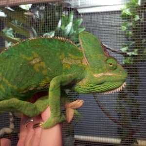 My girl Veiled cham