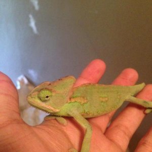 First day I got him!