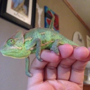 Showing off his dark colors