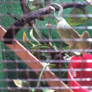 He's gotten an appetite, he eats almost ten large crix a day. Here he is at his bowl and notice he's grabbing his tail which is draped over the vine.