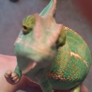 Here he is up close and personal with the camera, he's reaching out as if to climb the camera... a cham climbing a cam. Look for the white hue on the
