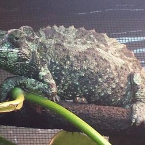 Her colors right after she ate.