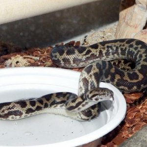 Diablo my Australian Spotted Python